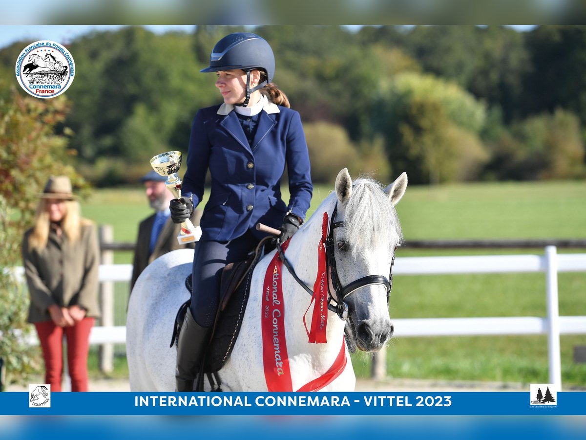 Connemara Hengst 17 Jahre 149 cm Schimmel in Saint-André-en-Bresse