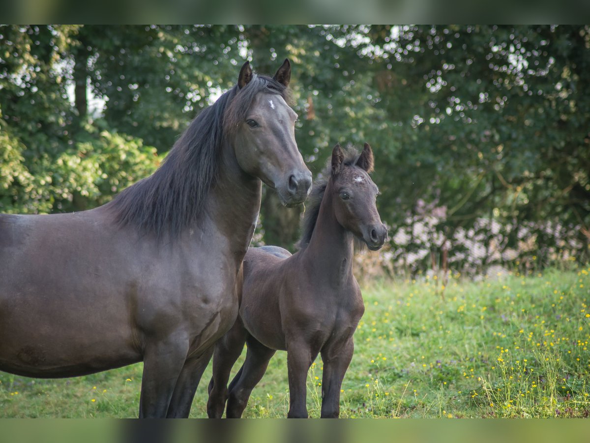 Connemara Hengst 1 Jaar 145 cm kan schimmel zijn in Neumarkt-Sankt Veit