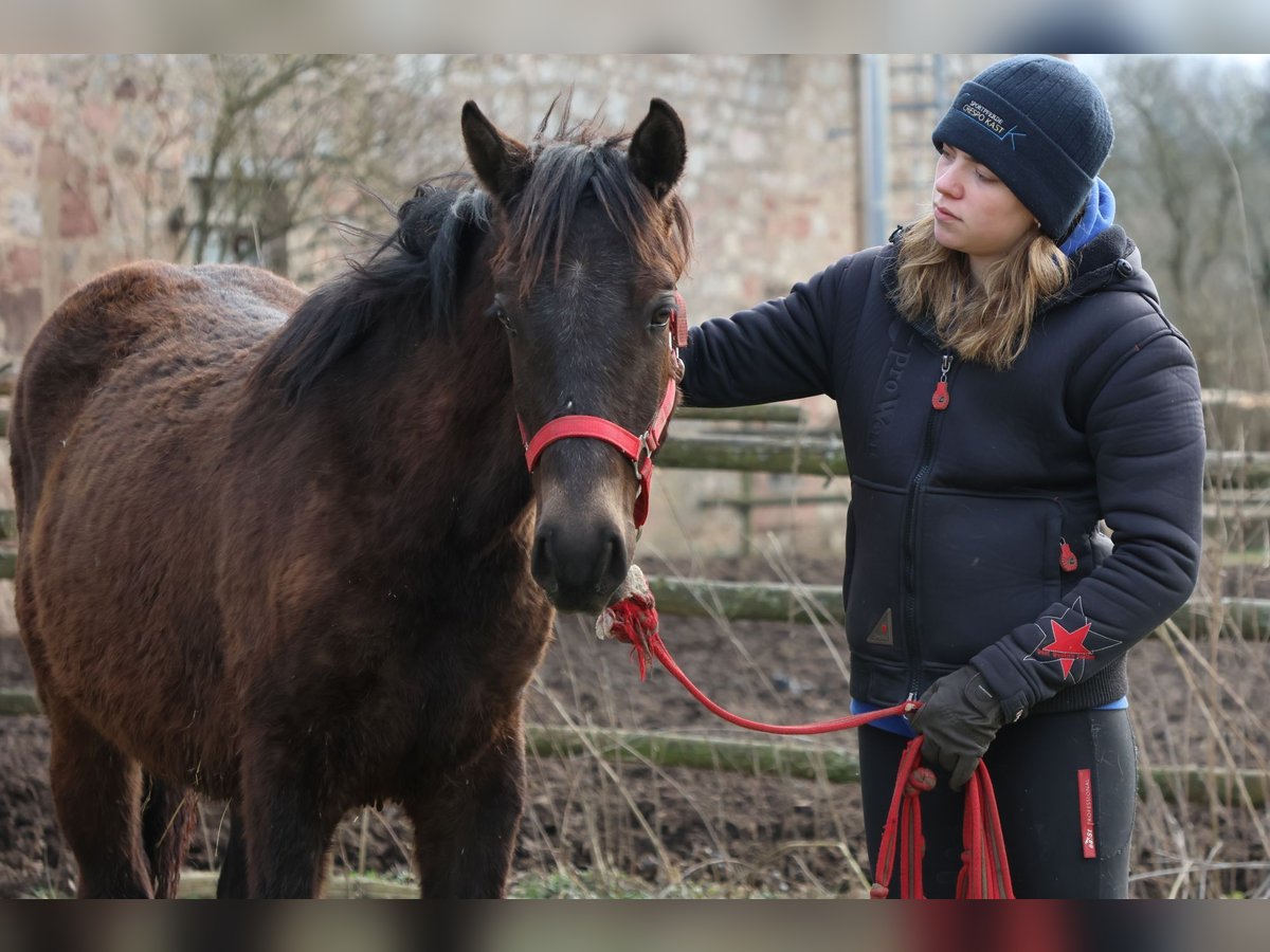 Connemara Mix Hengst 1 Jaar 150 cm Donkerbruin in Buchen (Odenwald)