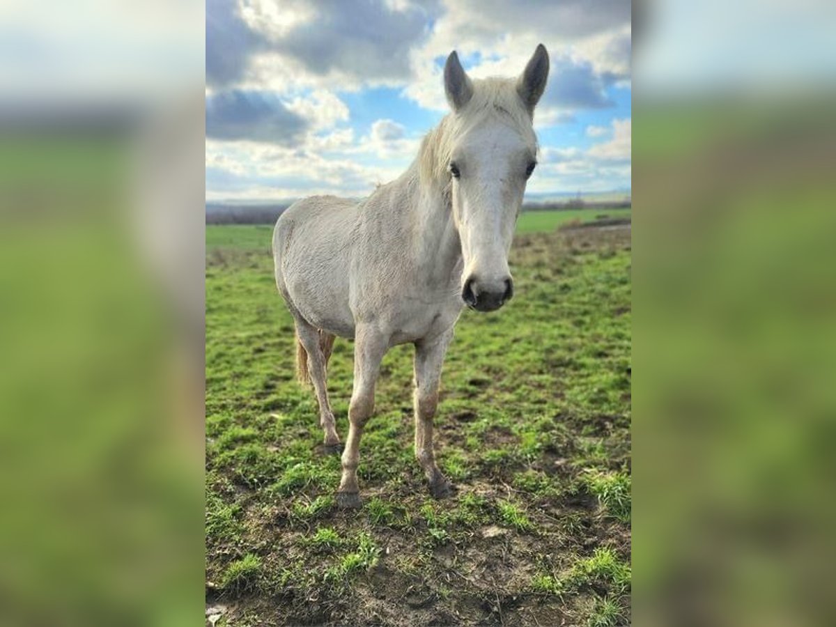 Connemara Hengst 1 Jaar Palomino in ART-SUR-MEURTHE