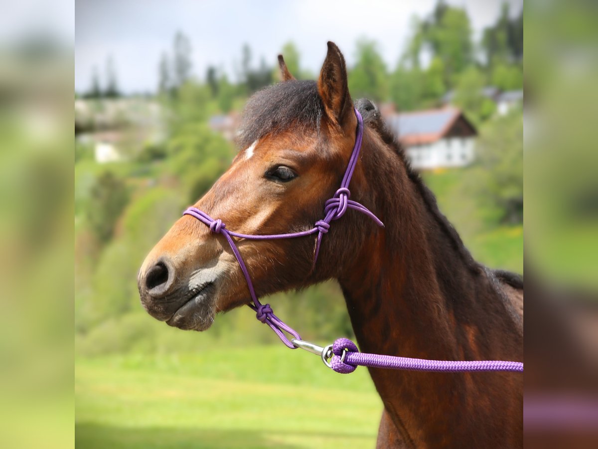 Connemara Hengst 1 Jahr 145 cm Brauner in Dachsberg