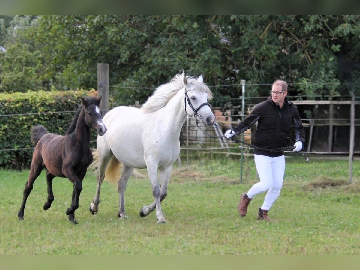 Connemara Hengst 1 Jahr 145 cm Schimmel in Dachsberg