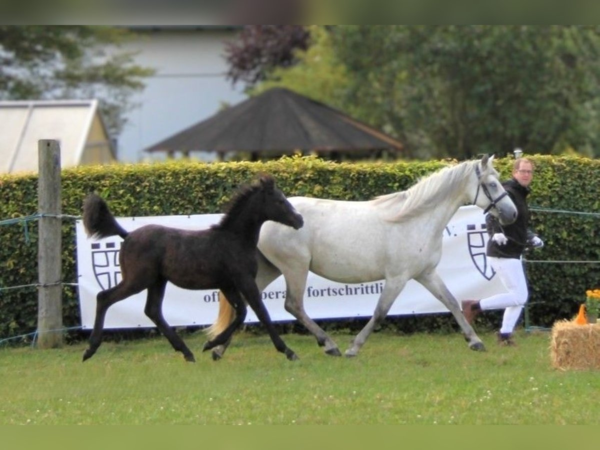 Connemara Hengst 1 Jahr 145 cm Schimmel in Z&#xFC;rich
