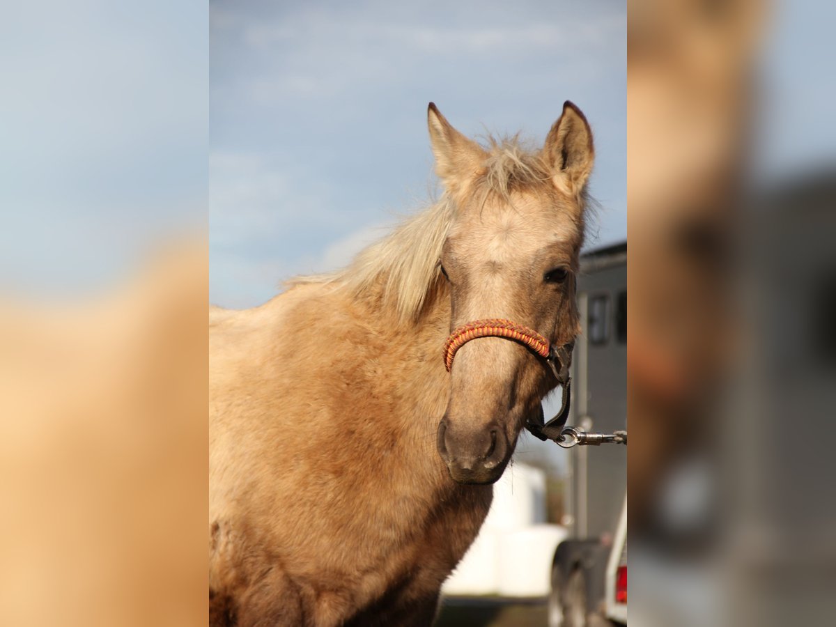 Connemara Mix Hengst 1 Jahr 148 cm Palomino in Mudau