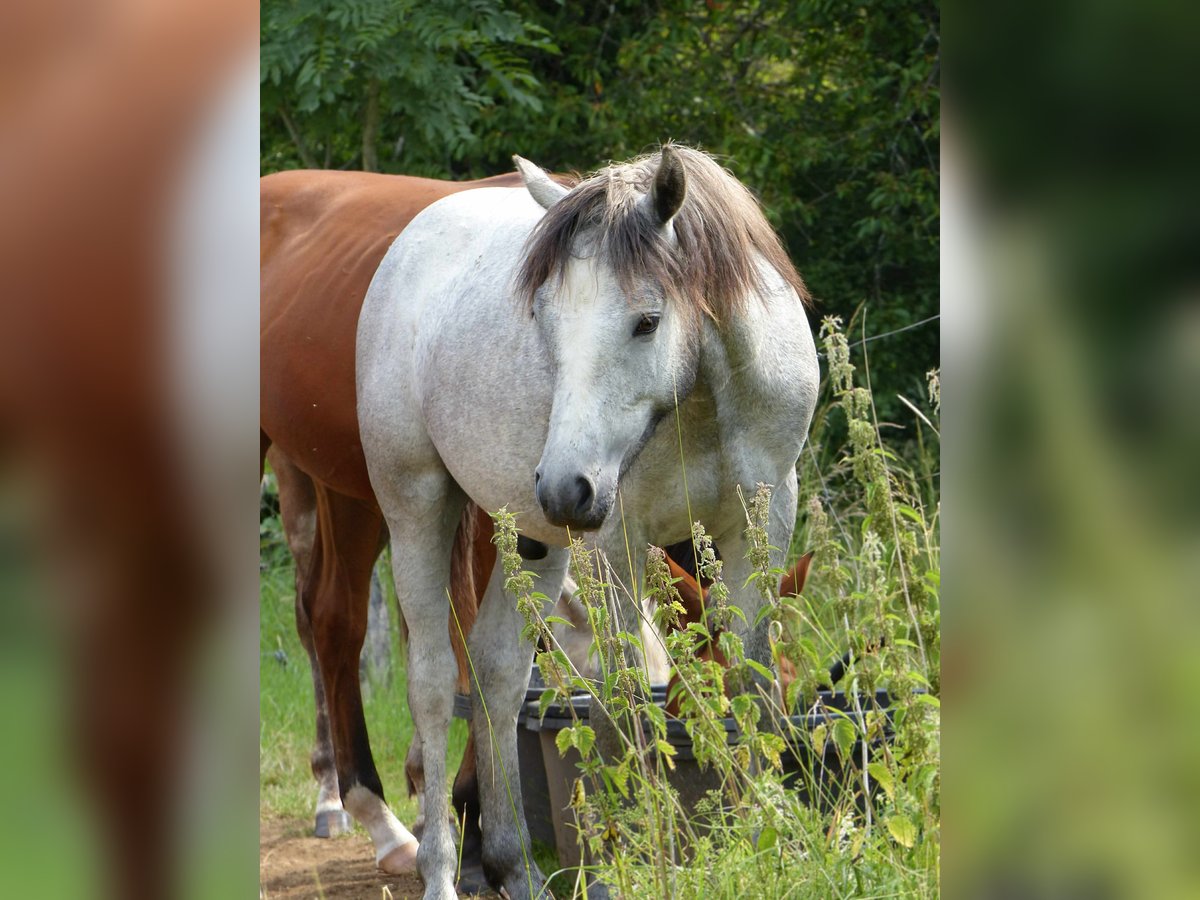 Connemara Hengst 1 Jahr Schimmel in Gr&#xE4;venwiesbach