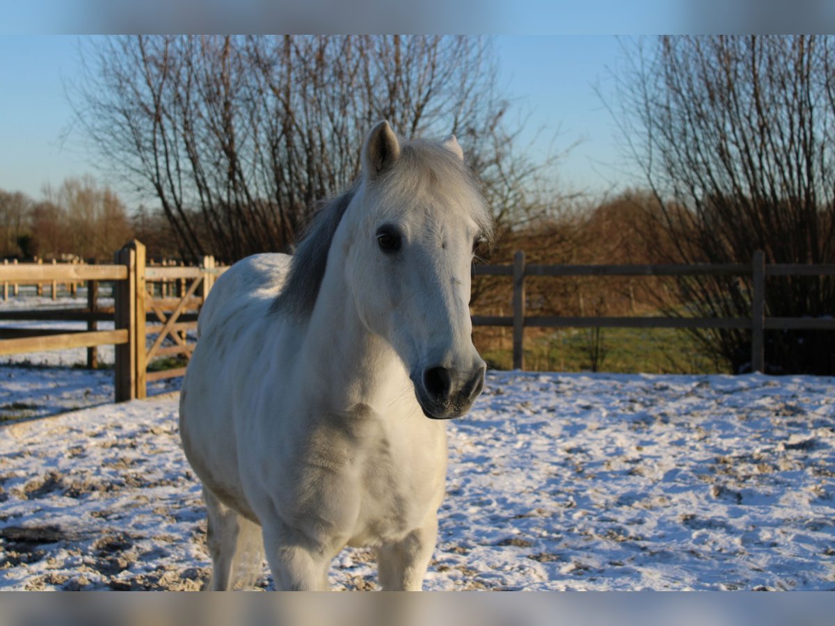 Connemara Hengst 20 Jaar 132 cm Schimmel in Oppuurs