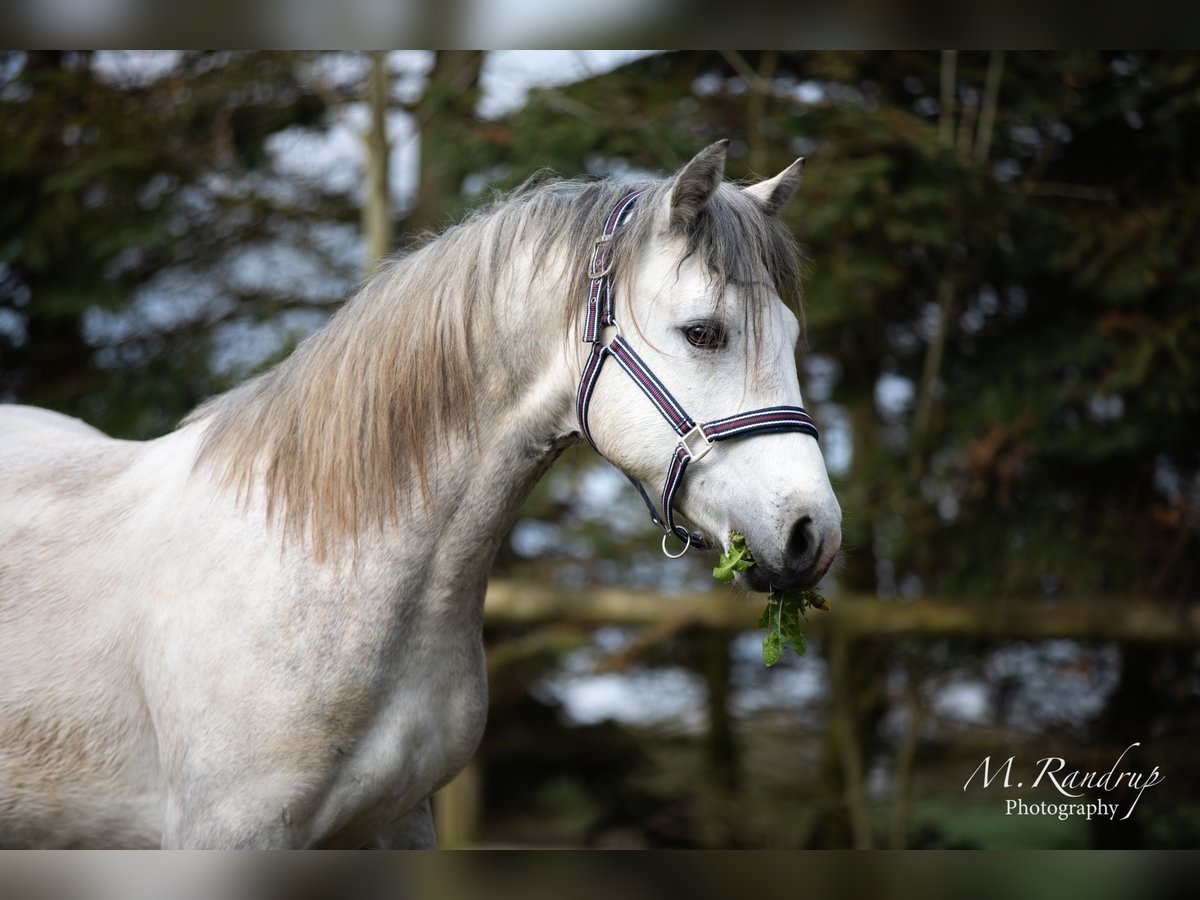 Connemara Hengst 2 Jaar 146 cm kan schimmel zijn in Fjenneslev