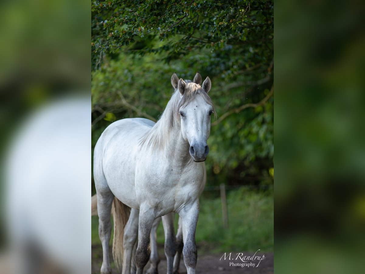 Connemara Hengst 2 Jahre 150 cm Blauschimmel in Fjenneslev