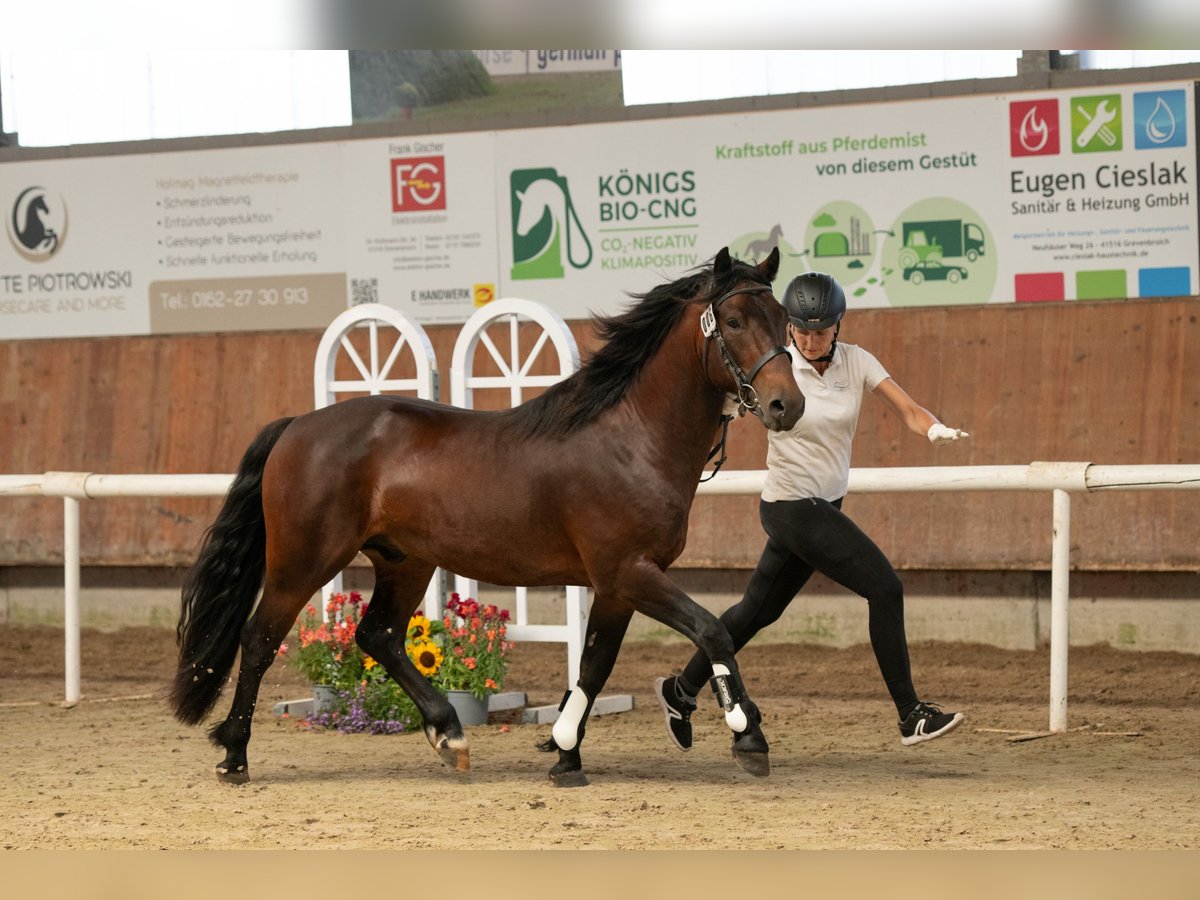 Connemara Hengst 3 Jahre 146 cm Brauner in Frellstedt