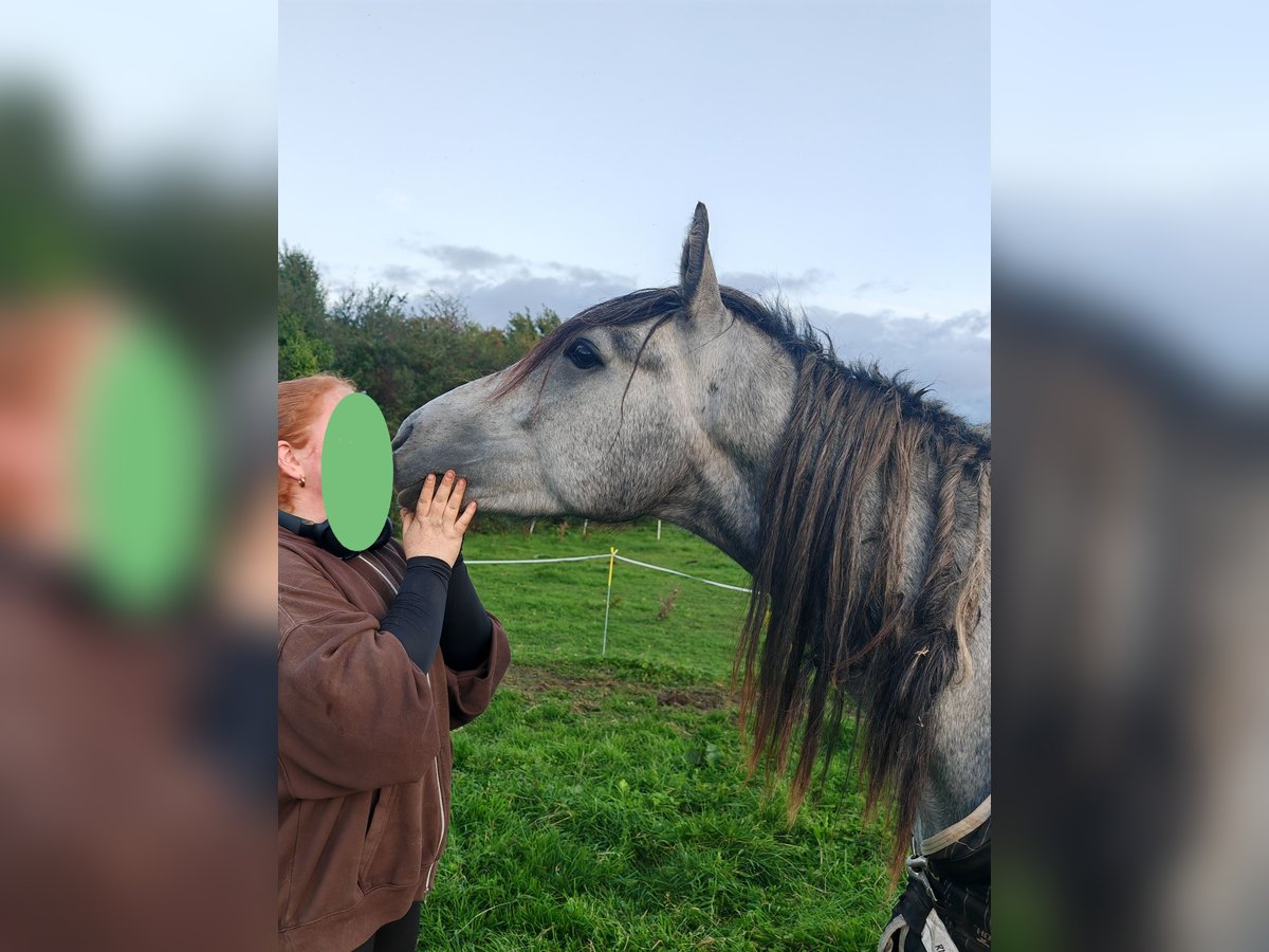 Connemara Hengst 3 Jahre 148 cm Schimmel in Villingendorf