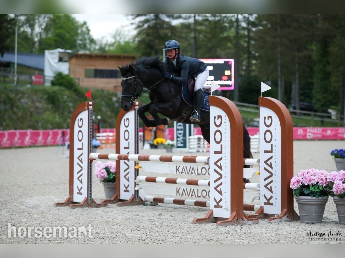 Connemara Hengst 5 Jahre Rappe in Southwest