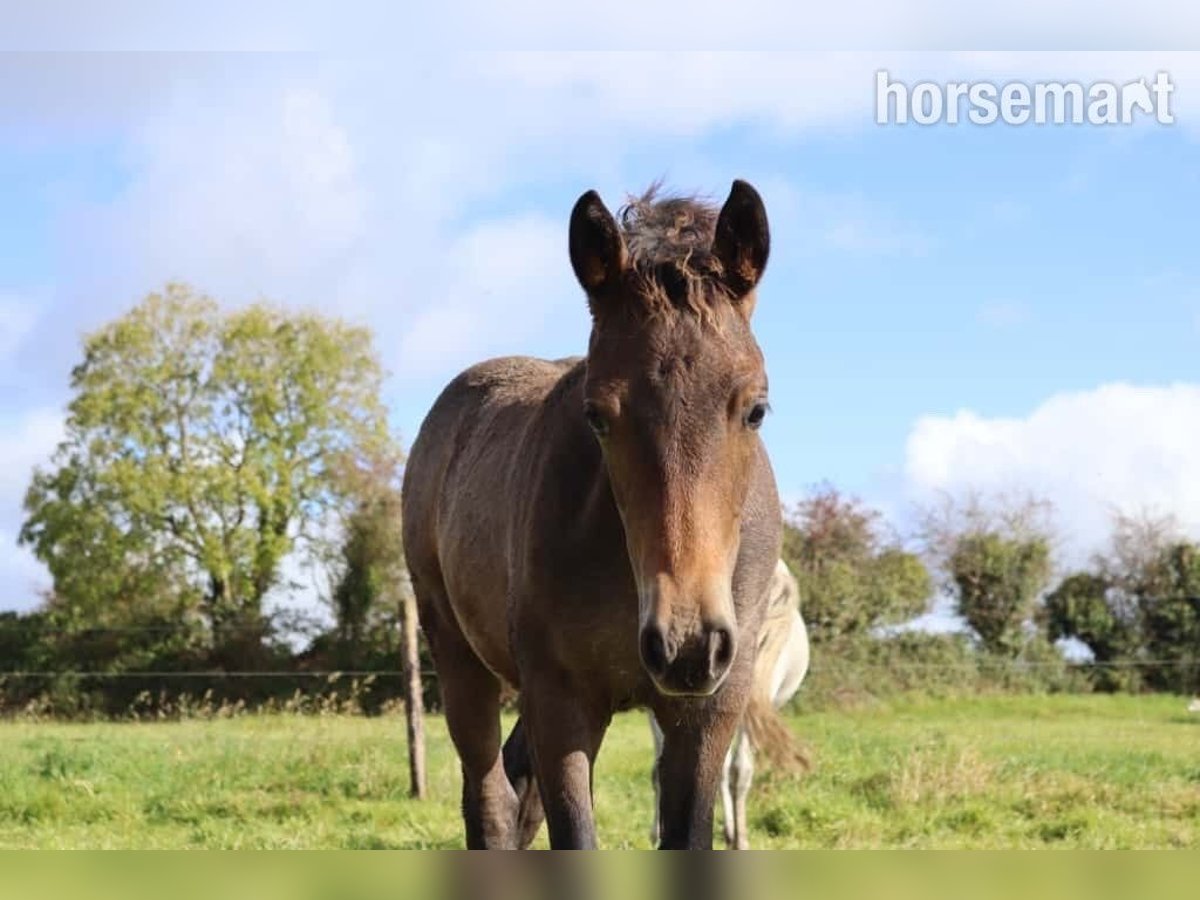 Connemara Hengst Fohlen (05/2025) 147 cm Rotbrauner in Annacotty