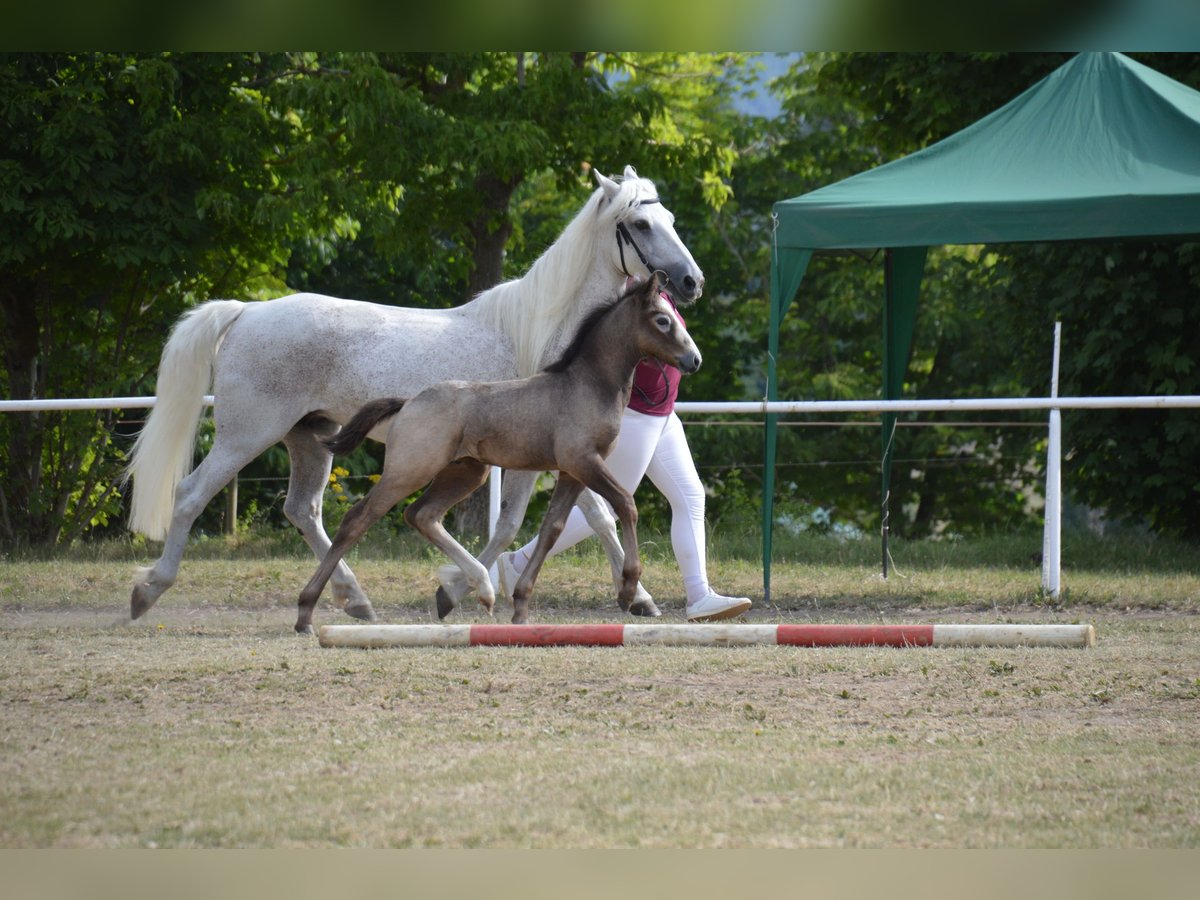 Connemara Hengst Fohlen (05/2025) 155 cm Schimmel in Ilmenau