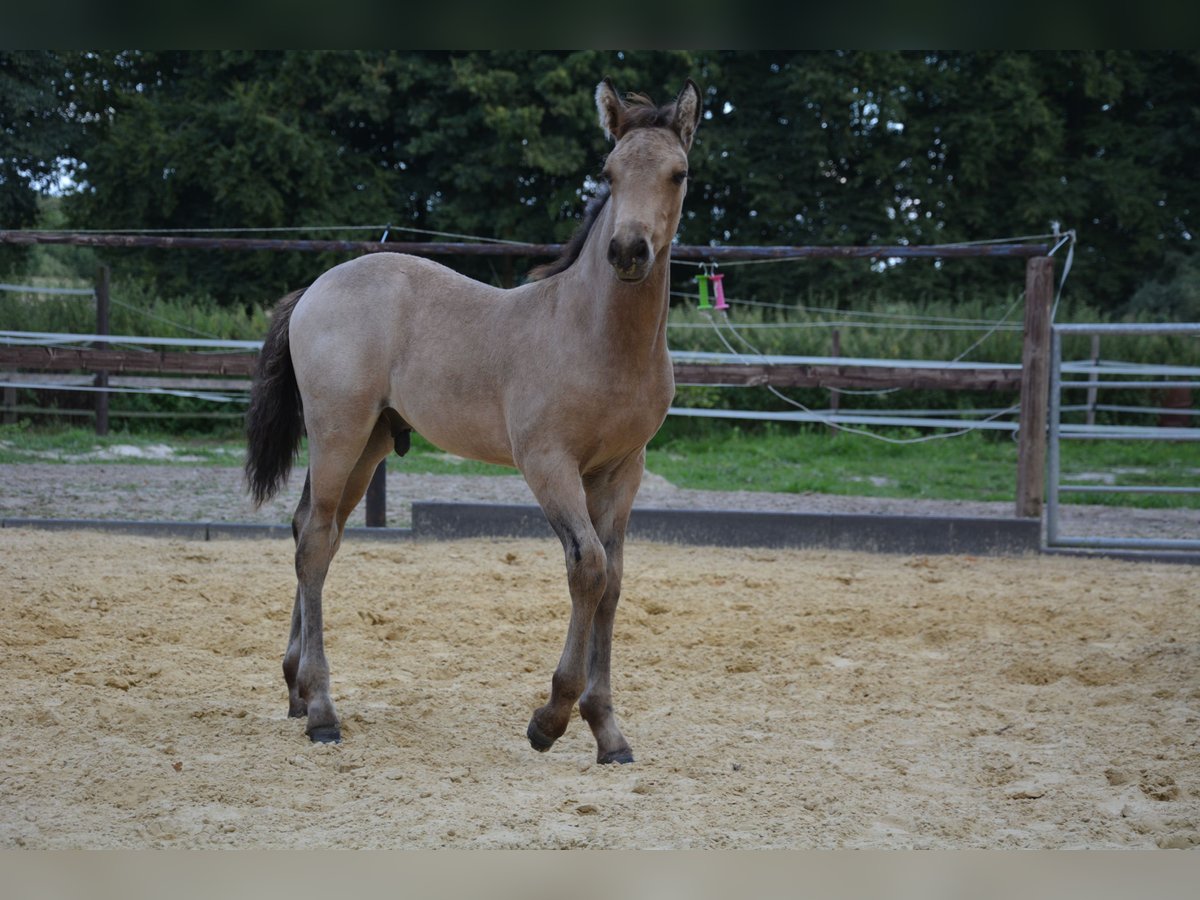 Connemara Hengst Fohlen (05/2025) Buckskin in Oer-Erkenschwick