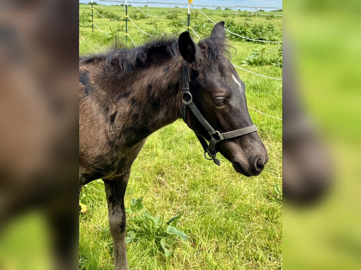 Connemara Hengst  Rappe in Osdorf