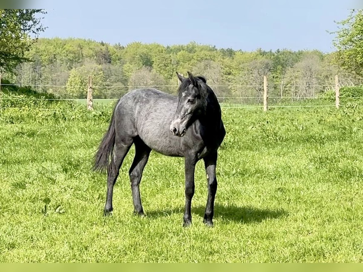 Connemara Hingst 1 år Gråskimmel in Osdorf