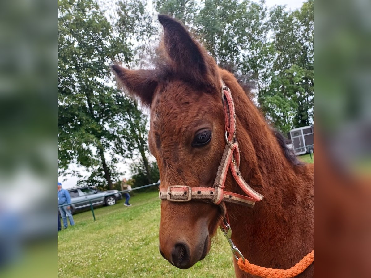 Connemara Hingst Föl (05/2024) 147 cm Brun in Freyburg