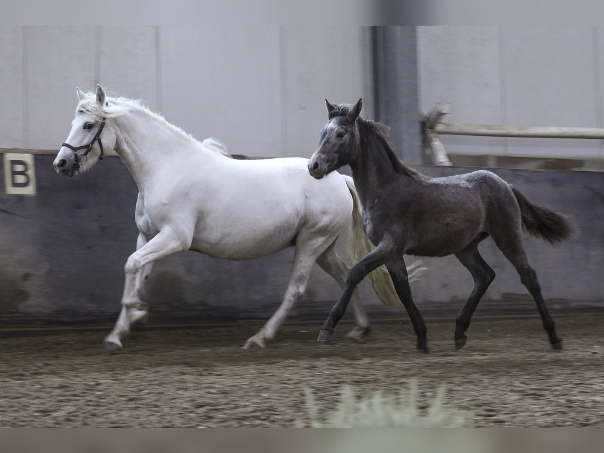 Connemara Hingst Föl (04/2024) 148 cm Grå in Heidenrod