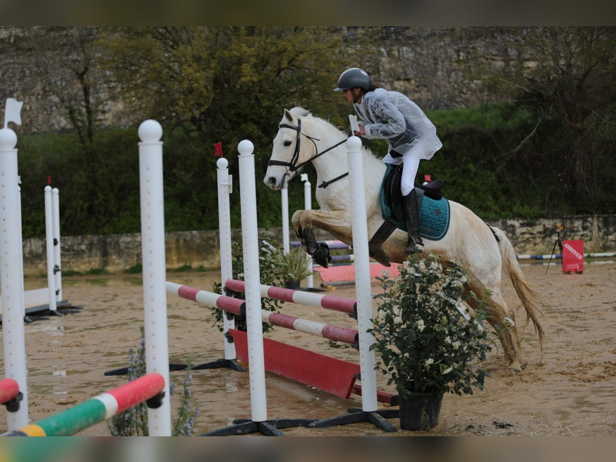 Connemara Hongre 11 Ans 142 cm Gris in Pamproux
