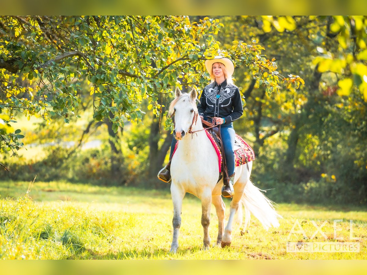 Connemara Hongre 12 Ans 152 cm Gris in Bad Orb