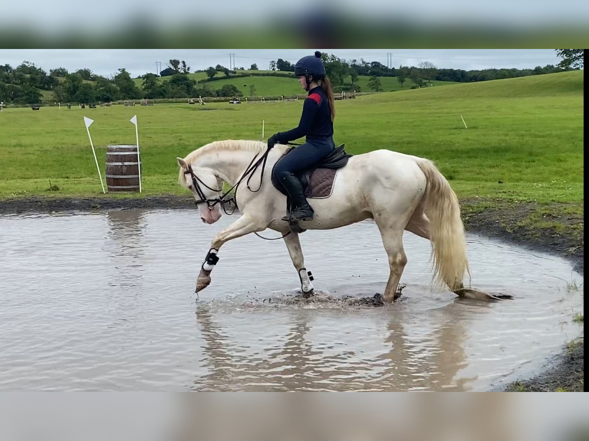 Connemara Hongre 14 Ans 148 cm Cremello in Sligo