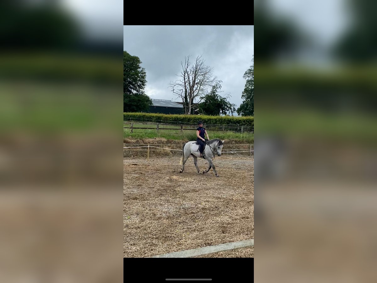Connemara Hongre 3 Ans 146 cm Gris in Tipperary