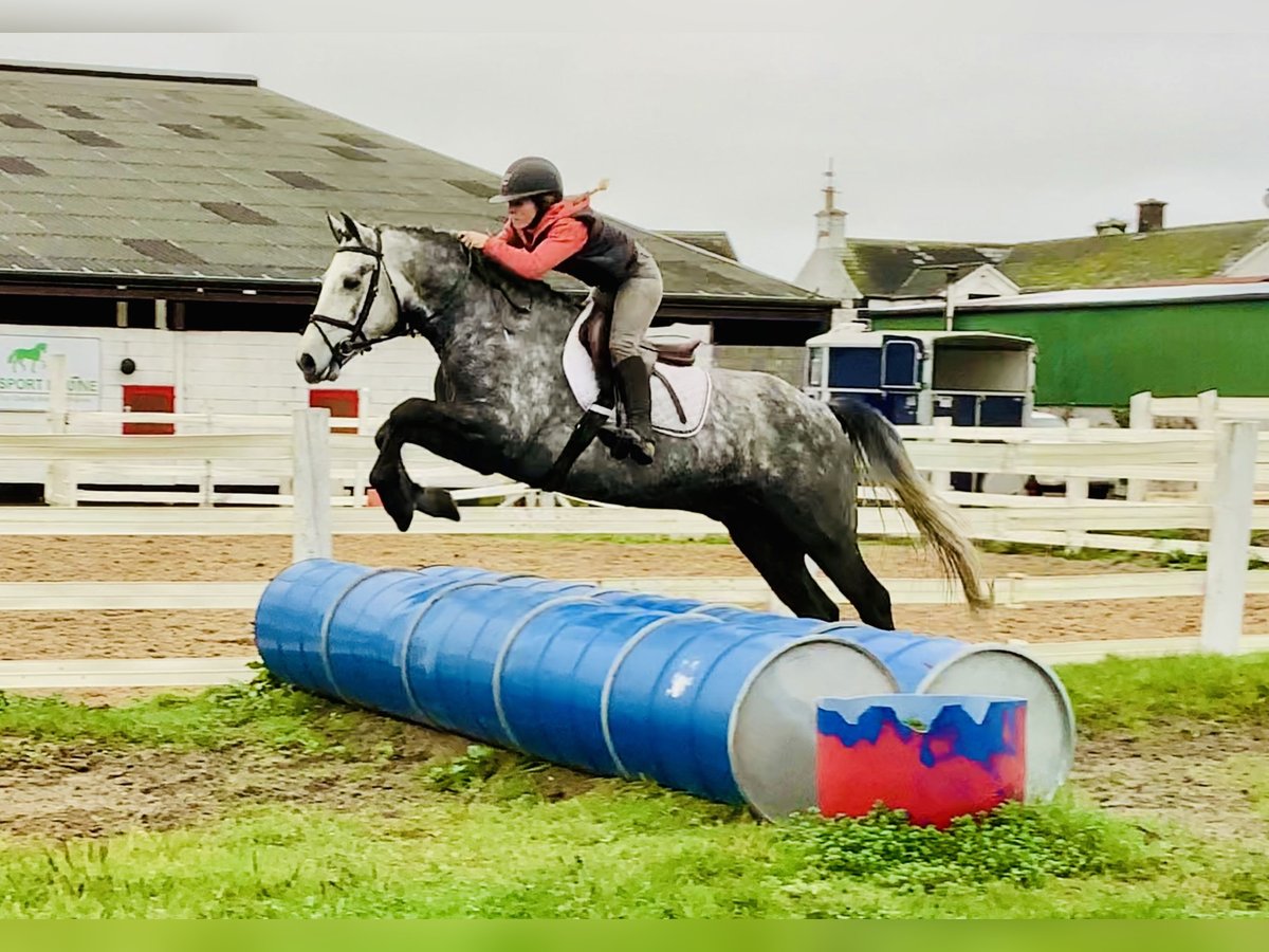 Connemara Hongre 4 Ans 155 cm Gris in Mountrath