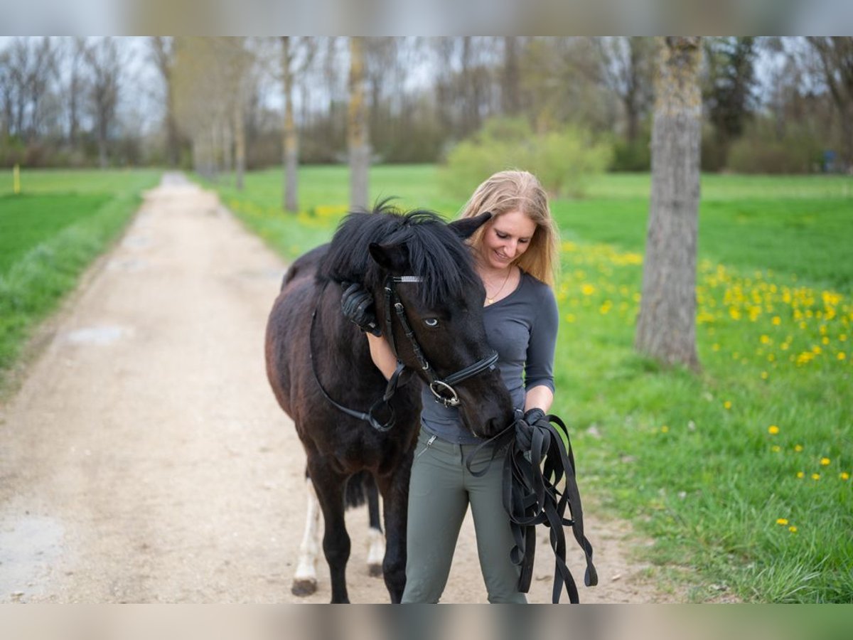 Connemara Croisé Hongre 5 Ans 136 cm Pinto in Singen Volkertshausen