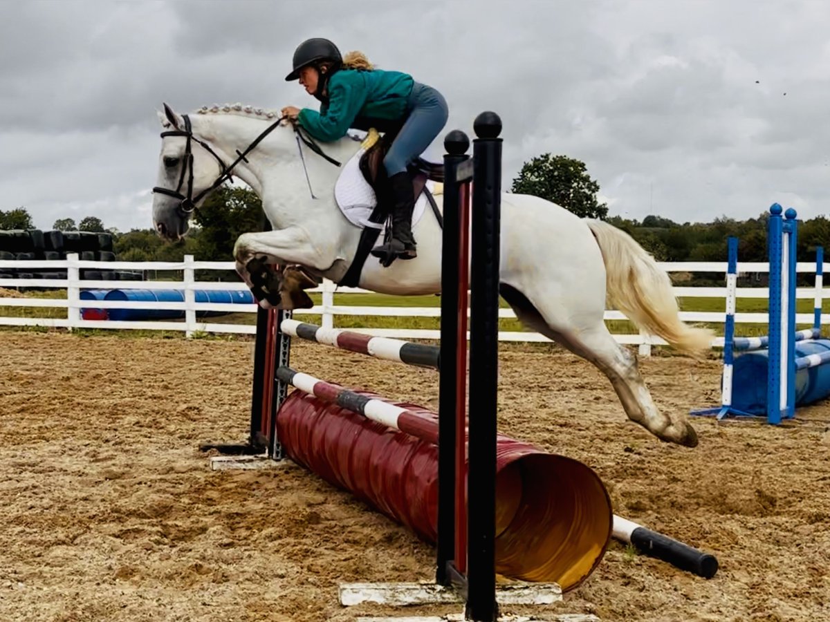Connemara Hongre 5 Ans 150 cm Gris in Mountrath