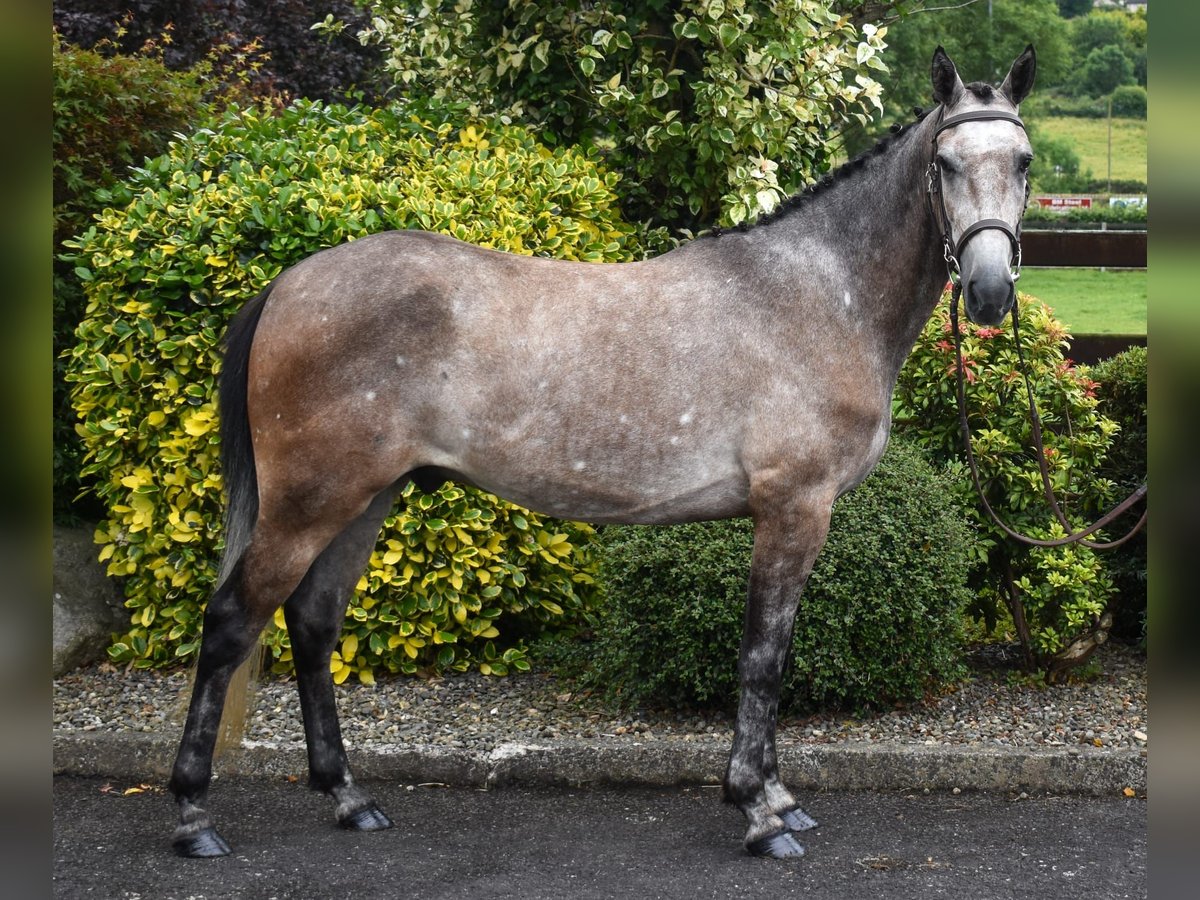 Connemara Hongre 5 Ans 153 cm Gris in Down