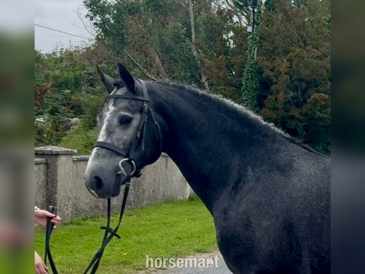 Connemara Hongre 5 Ans 155 cm Gris in Galway