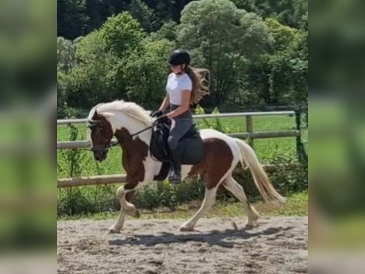 Connemara Hongre 6 Ans 136 cm Pinto in Gummern