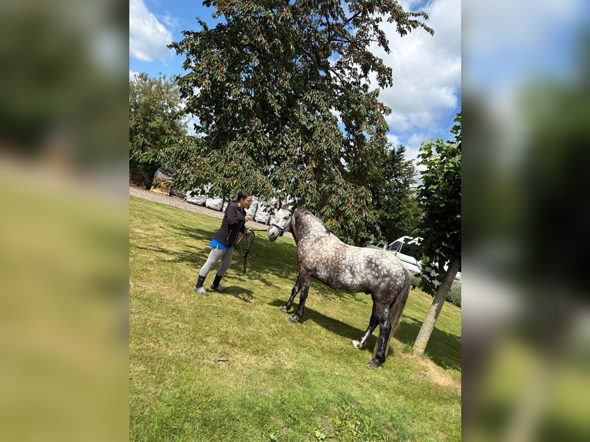 Connemara Croisé Hongre 8 Ans 146 cm Gris pommelé in Iserlohn