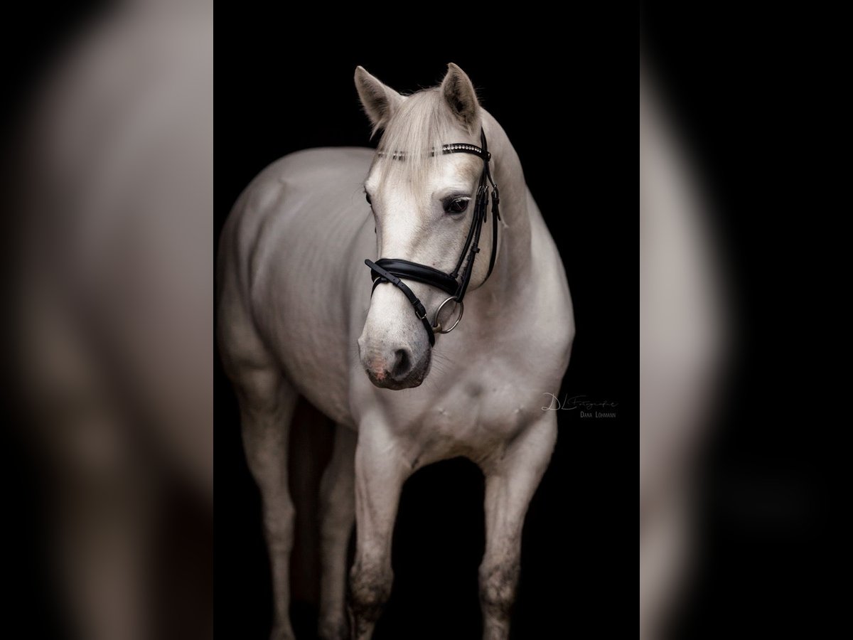 Connemara Jument 10 Ans 152 cm Gris in Visbek