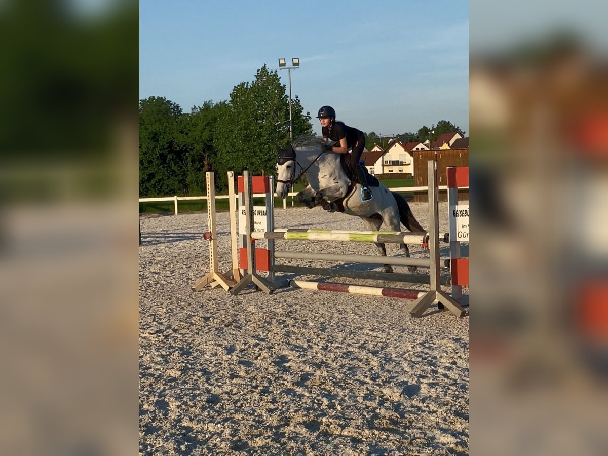 Connemara Jument 11 Ans 147 cm Gris pommelé in Jettingen-Scheppach