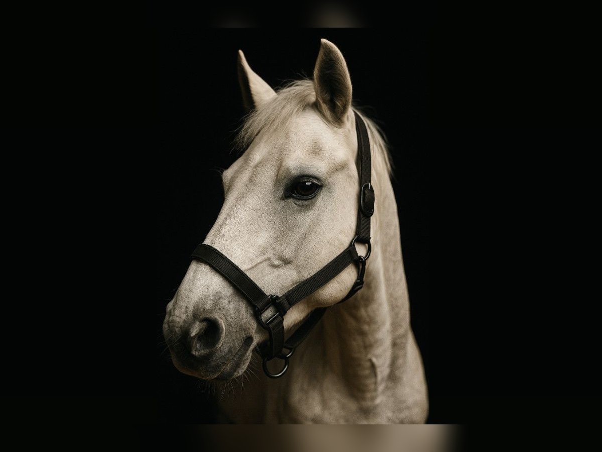 Connemara Jument 12 Ans 146 cm Gris in Lasocin