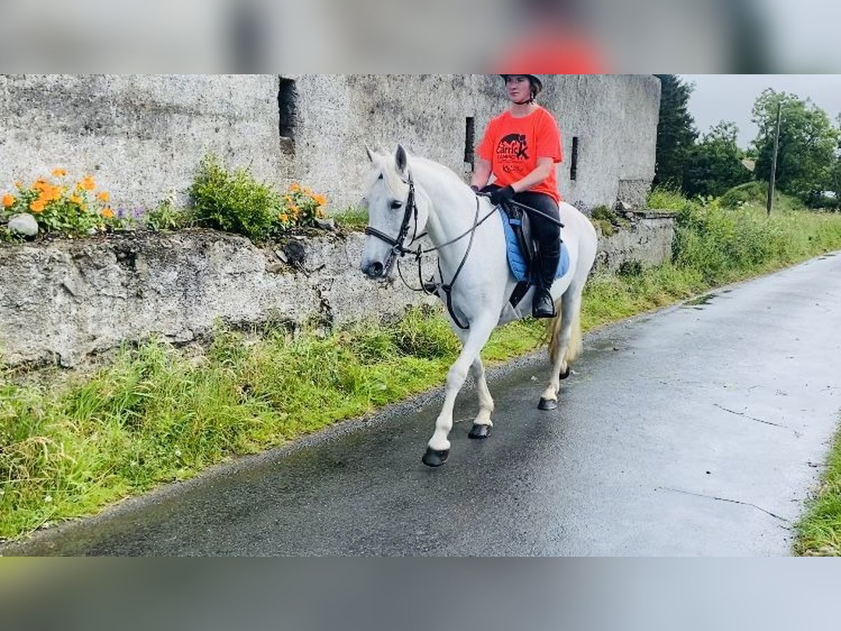 Connemara Jument 12 Ans 147 cm Gris in Sligo