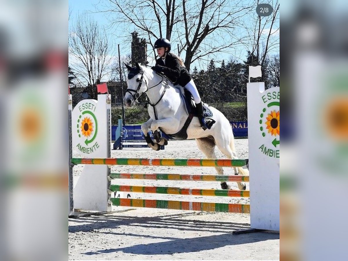 Connemara Jument 14 Ans 148 cm Gris in Arenzano