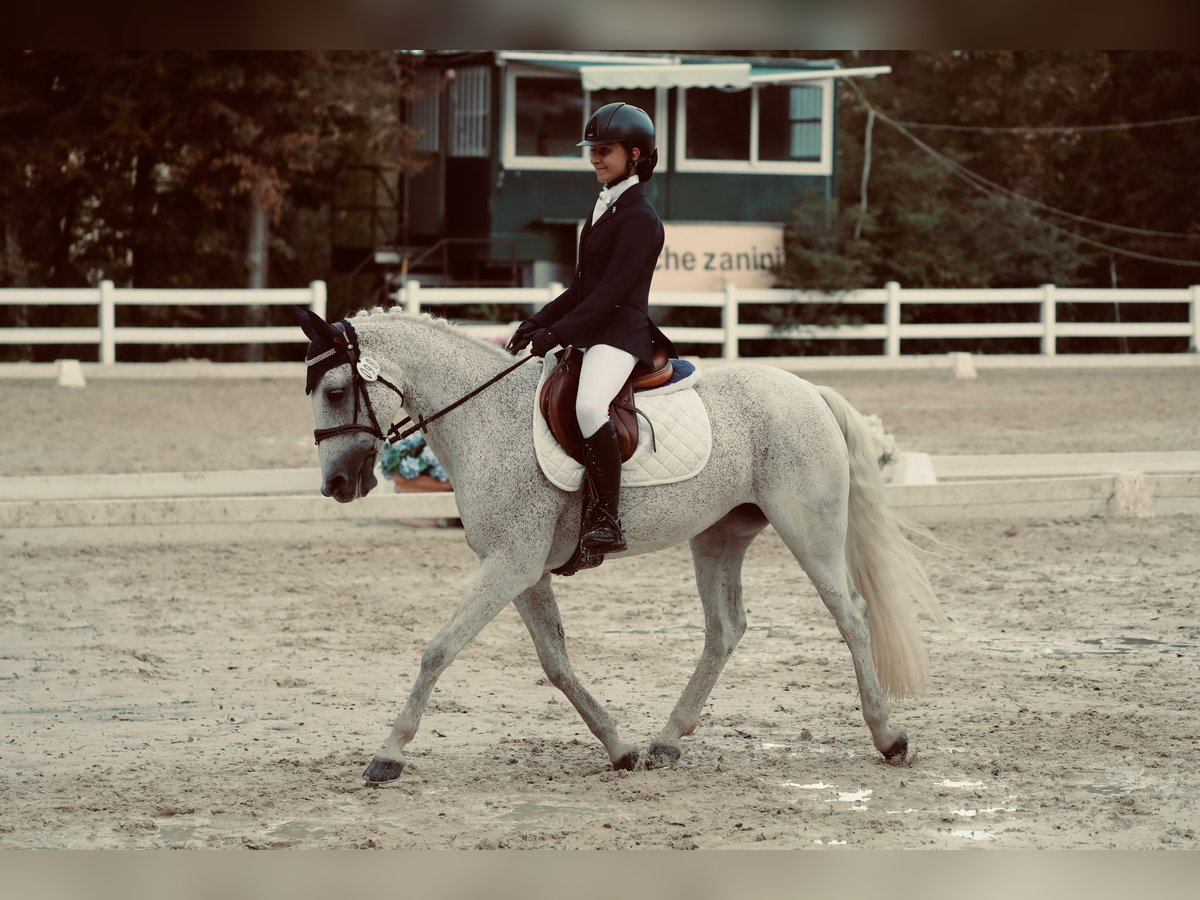 Connemara Jument 14 Ans 149 cm Gris in Ravenna