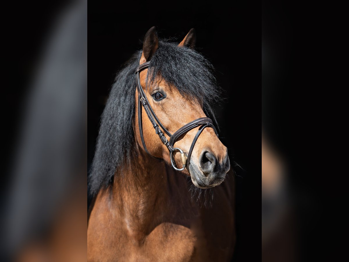 Connemara Croisé Jument 18 Ans 144 cm Bai in Herrenberg