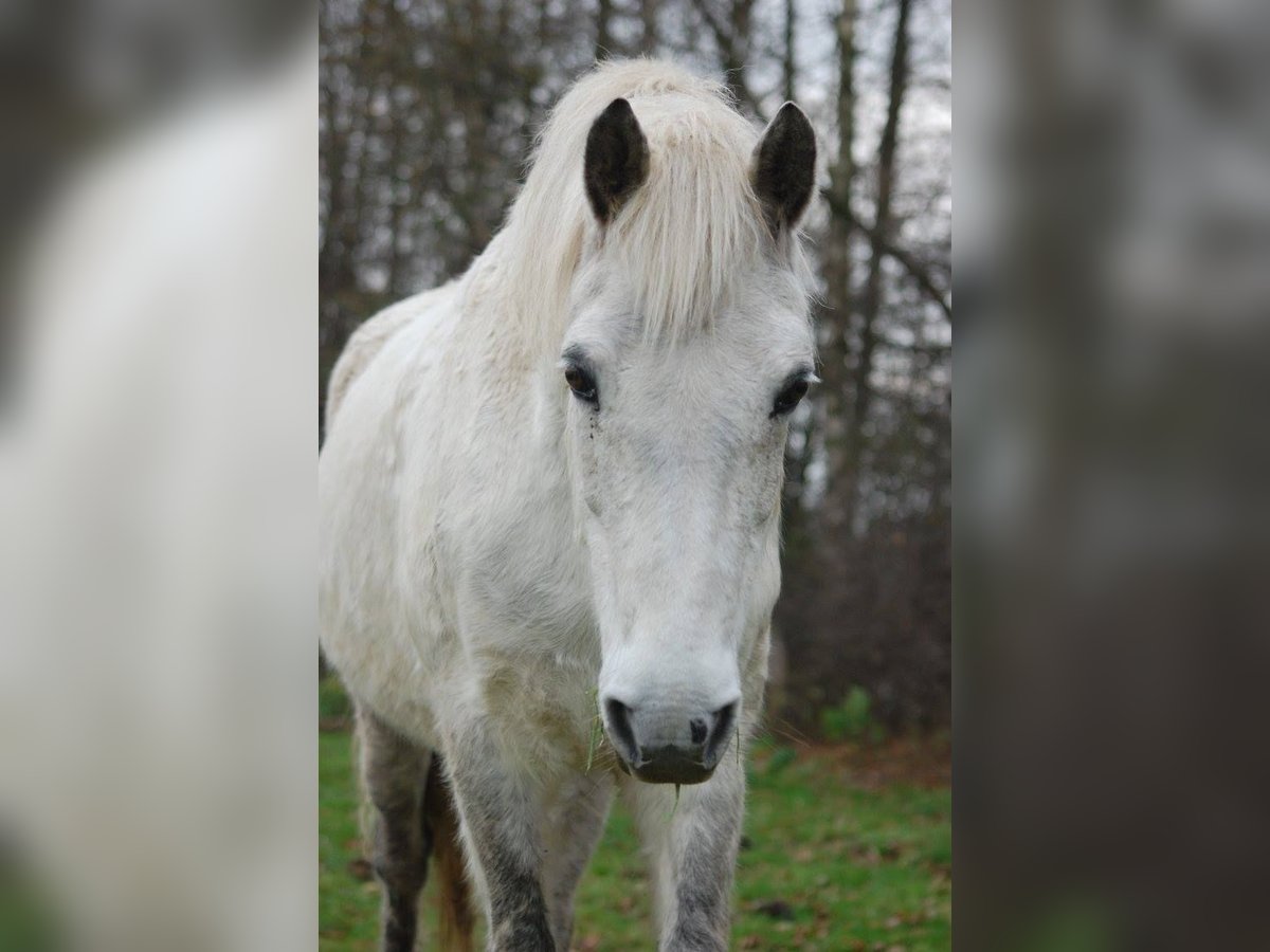 Connemara Jument 18 Ans 144 cm Gris in Metelen