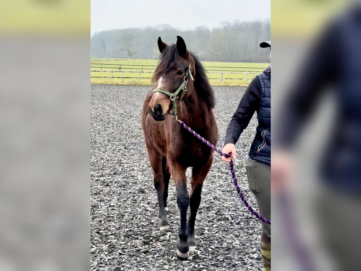 Connemara Jument 2 Ans 140 cm Bai in OsdorfOsdorf
