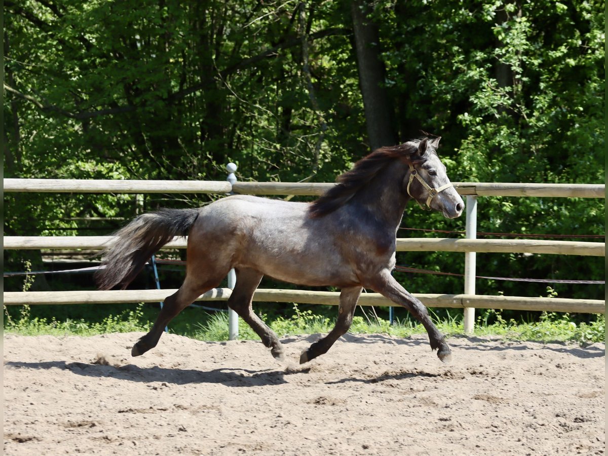 Connemara Jument 2 Ans 148 cm in Greding