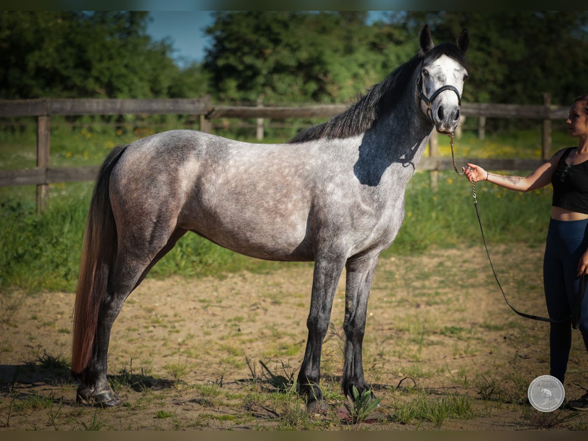 Connemara Jument 3 Ans 145 cm Gris pommelé in Thorigné d&#8217;Anjou