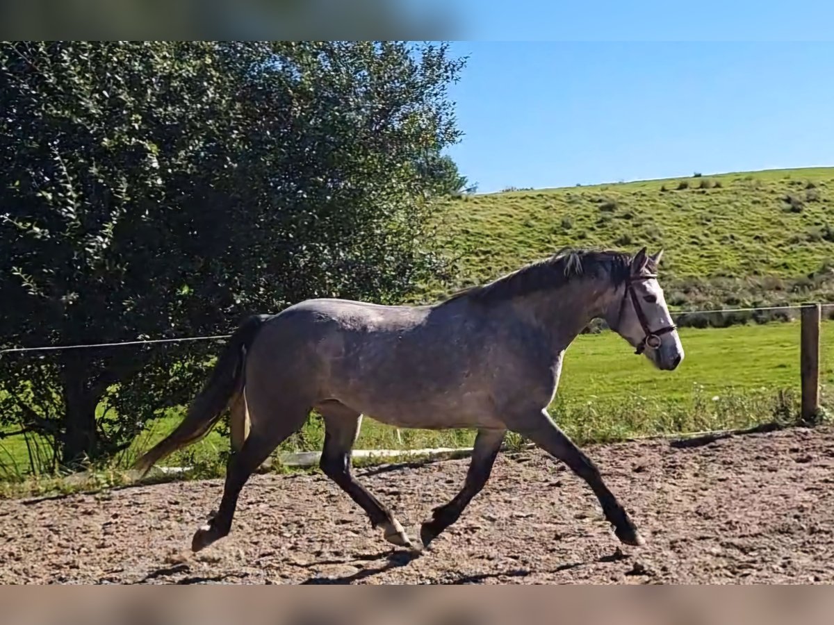 Connemara Jument 3 Ans 148 cm in Enniscrone