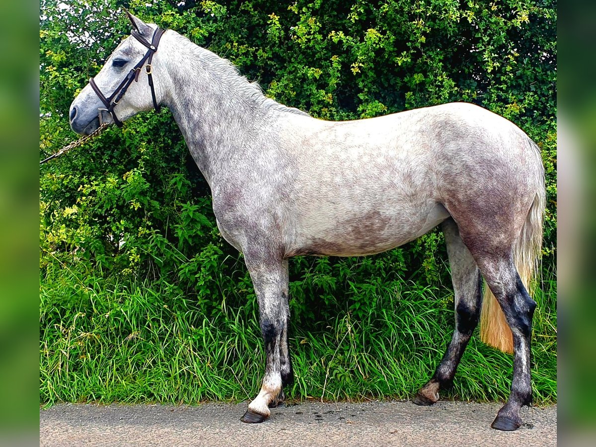 Connemara Jument 4 Ans 138 cm Gris pommelé in Roscommon