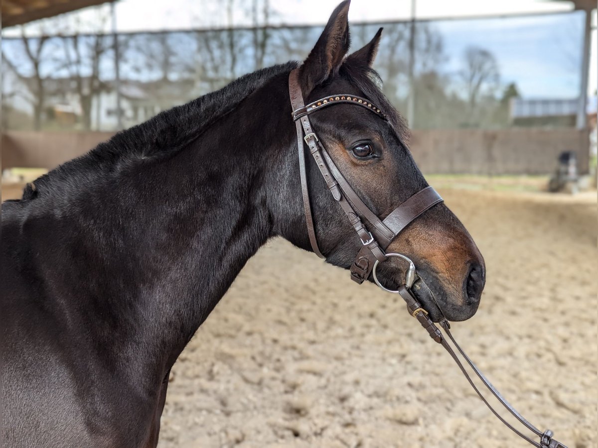 Connemara Jument 4 Ans 140 cm Bai in Mindelheim