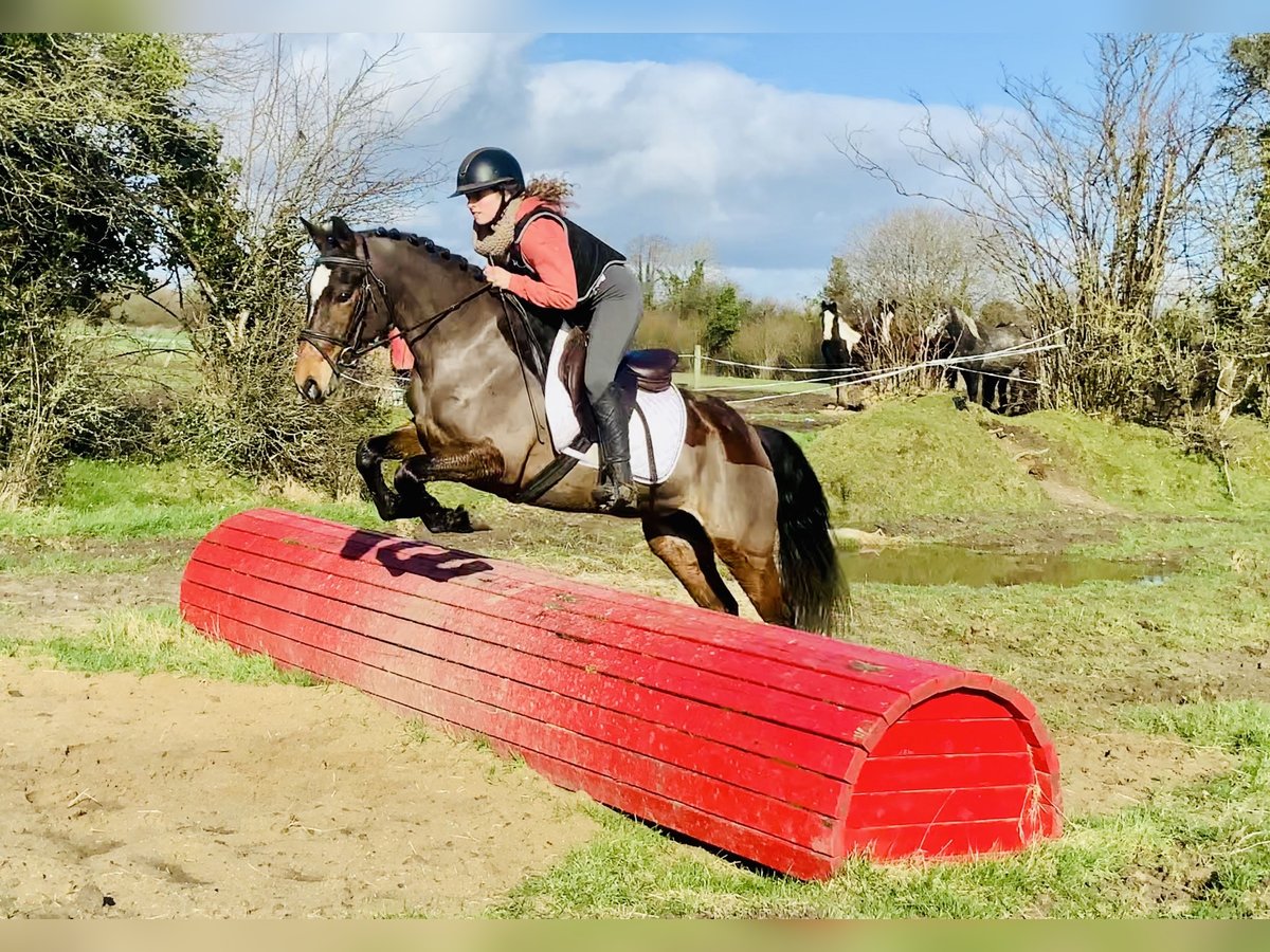 Connemara Jument 4 Ans 142 cm Bai in Mountrath