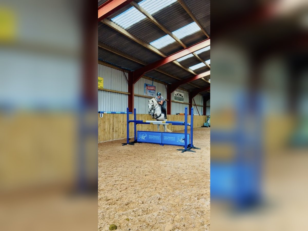 Connemara Jument 4 Ans 142 cm Gris in Valley Park