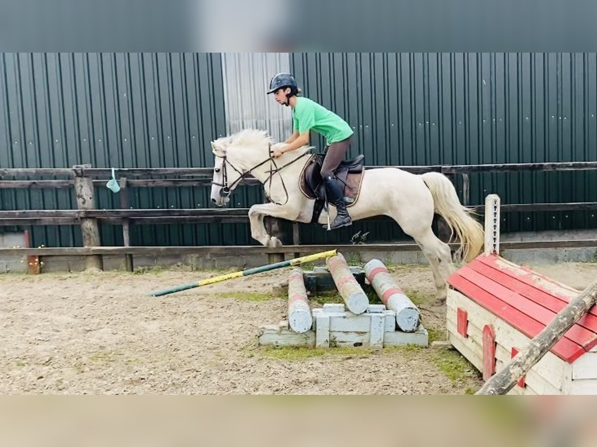 Connemara Jument 4 Ans 144 cm Gris in Sligo